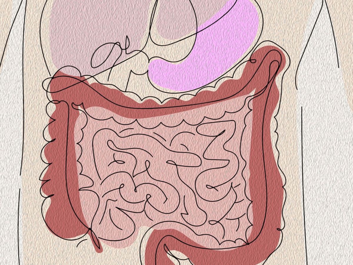 Digestion : comment ça fonctionne vraiment et tout ce qui influence ton confort&nbsp;intestinal
