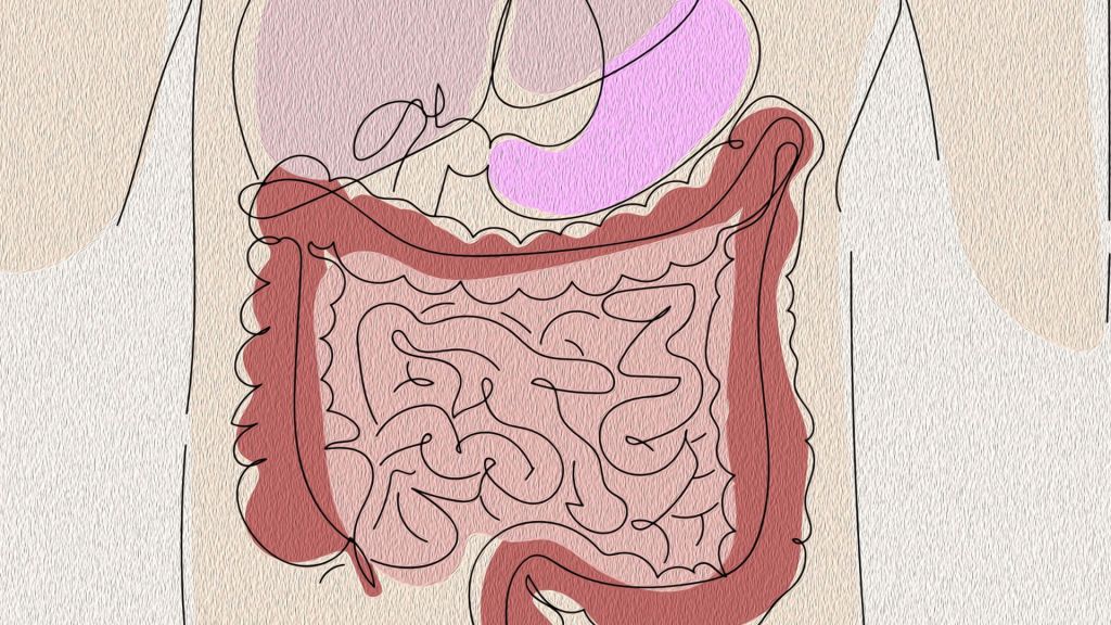 Digestion : comment ça fonctionne vraiment et tout ce qui influence ton confort intestinal